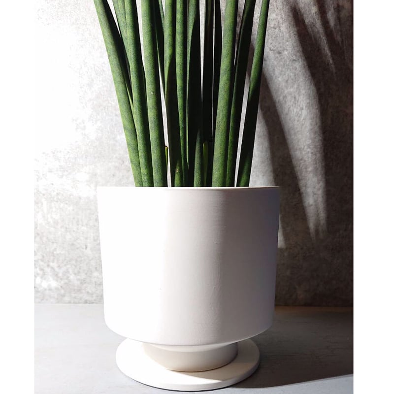 サンスベリア バキュラリス | berries online shop