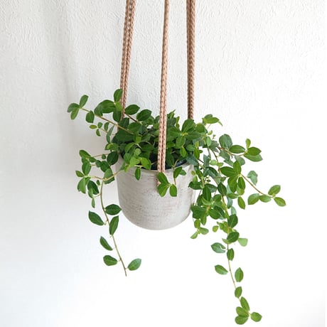●数量限定● ”フィカスシャングリラ　ハンギング鉢カバー付（オランダ）"　観葉植物　植木鉢　グレー　つる性ガジュマル　テリハイヌビア