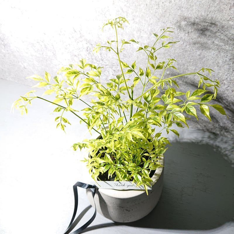 ○数量限定○新作○カラーが魅力 ”ステレオスペルマム・レモンライム