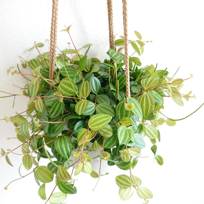 ○新作○”ペペミミアアングラータ ハンギング鉢カバー付き