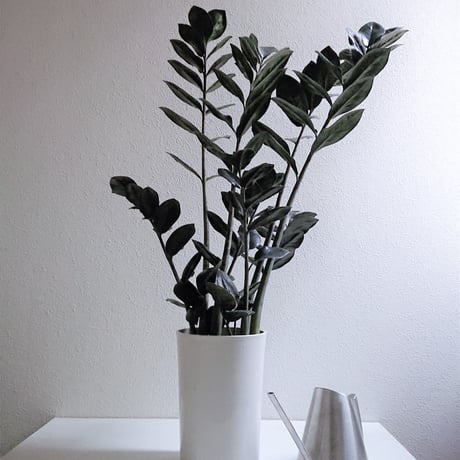 ●数量限定●新作● 希少  ”ザミオクルカス レイヴン（Black-Leef：黒葉）鉢付き"　ザミオ　観葉植物　植木鉢　インテリアグリーン　モノトーン　グレー　モダン　クール