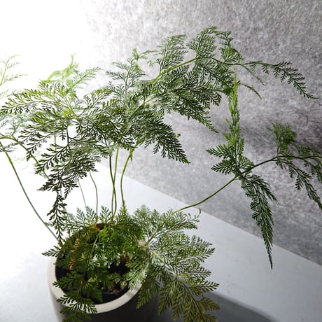 ”ダバリア・トリコマノイデス　鉢カバー付（オランダ製）”　観葉植物　シダ系