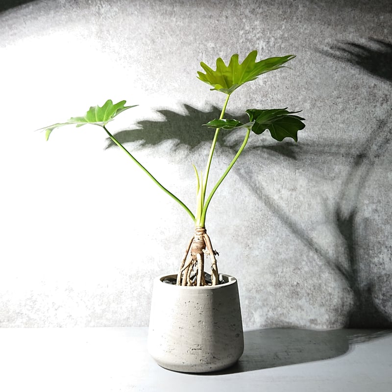 観葉植物セローム 根上がり 陶器鉢付き】