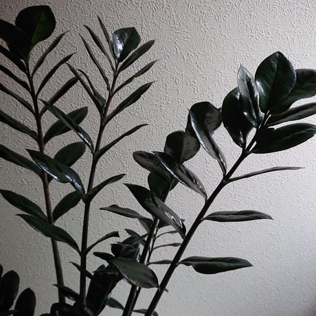 ●数量限定●新作● 希少  ”ザミオクルカス レイヴン（Black-Leef：黒葉）鉢付き"　ザミオ　観葉植物　植木鉢　インテリアグリーン　モノトーン　グレー　モダン　クール