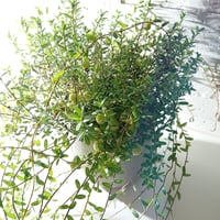 ●新作●”グランベリー　ツルコケモモ　鉢カバー付き（オランダ）”　観葉植物　つるこけもも　おしゃれ　北欧