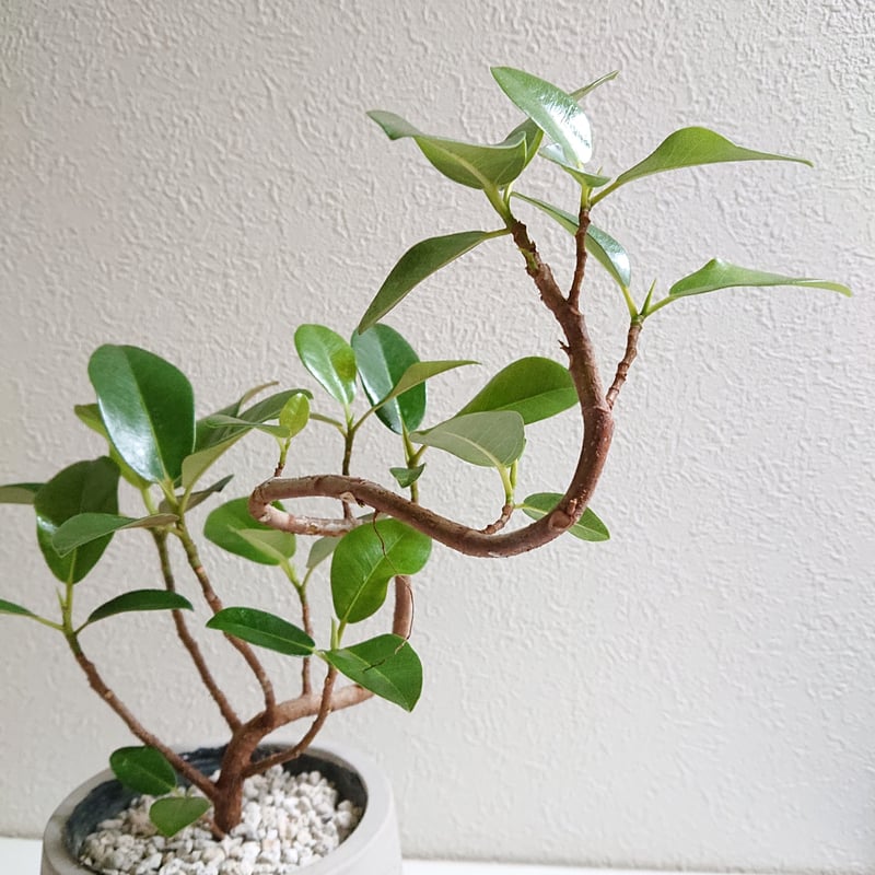 ○限品○希少”フィカスルビギノーサ フランスゴムの木 鉢カバー付き