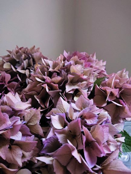 ○限定販売 ~6/20迄予約受付○秋色紫陽花品種 希少カラー ○限定販売 ~6/20迄予約受付○秋色紫陽花品種 希少カラー