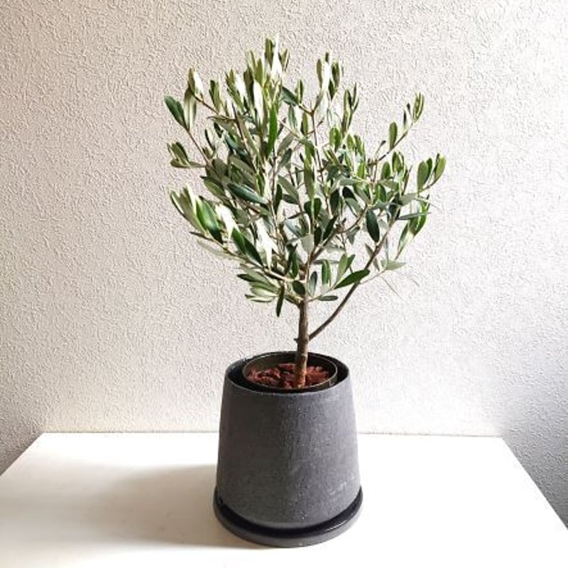 ○数量限定○新作○ギフト プレゼント 希少”オリーブの木 鉢/受け皿