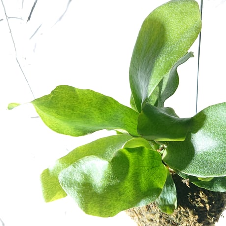 ●数量限定●再販● ”ミニコウモリランの苔玉” ワイヤー吊り玉 ミニタイプ コウモリラン ビカクシダ 蝙蝠蘭 鹿角シダ　吊り下げ