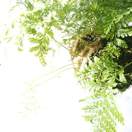 ”ときわしのぶの苔玉” ギフト プレゼント 贈り物 父の日 観葉植物