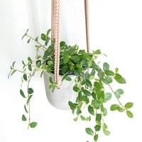 ●数量限定● ”フィカスシャングリラ　ハンギング鉢カバー付（オランダ）"　観葉植物　植木鉢　グレー　つる性ガジュマル　テリハイヌビア