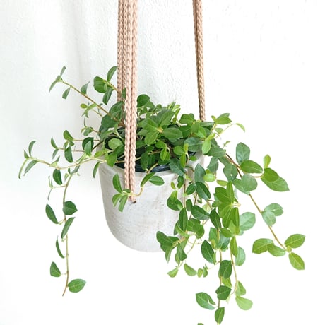 CATEGORY 器 | berries online shop CATEGORY 器 | berries online shop
