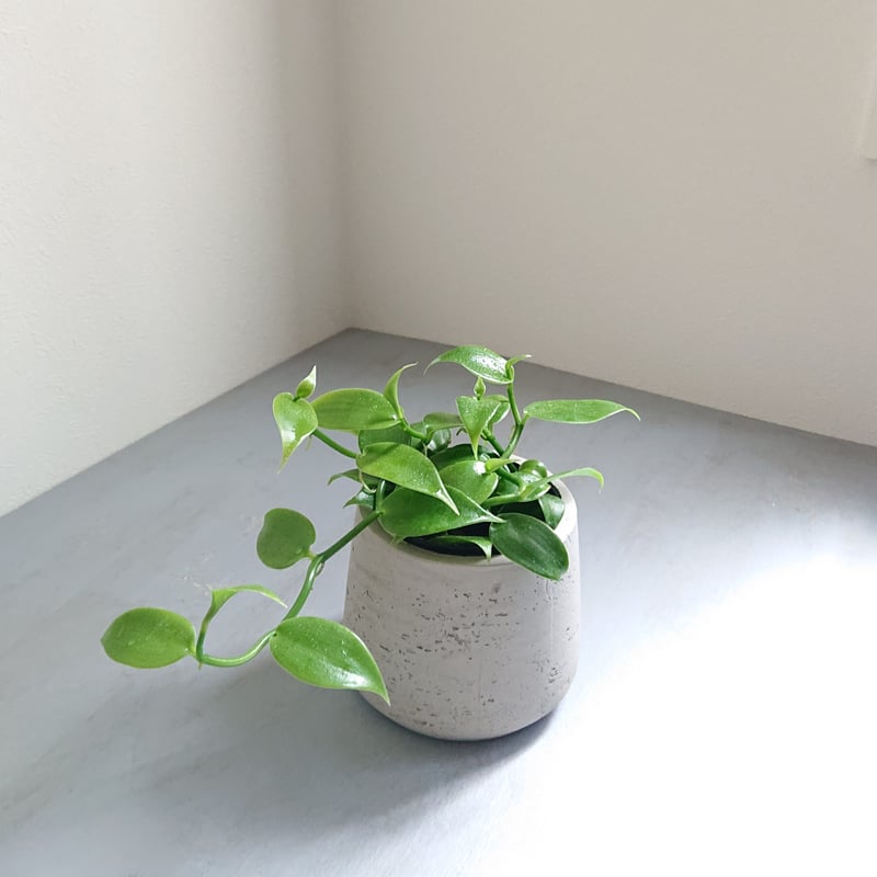 ○数量限定○”バニラの木 Vanilla オランダ 鉢カバー付き” 観葉植物