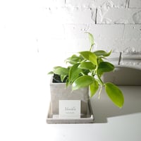 ●数量限定●ギフト　プレゼント　希少　”バニラのツル Vanilla　スクエアアッシュグレー鉢＆受け皿付き”　観葉植物　グレー　多肉植物　おしゃれ　北欧