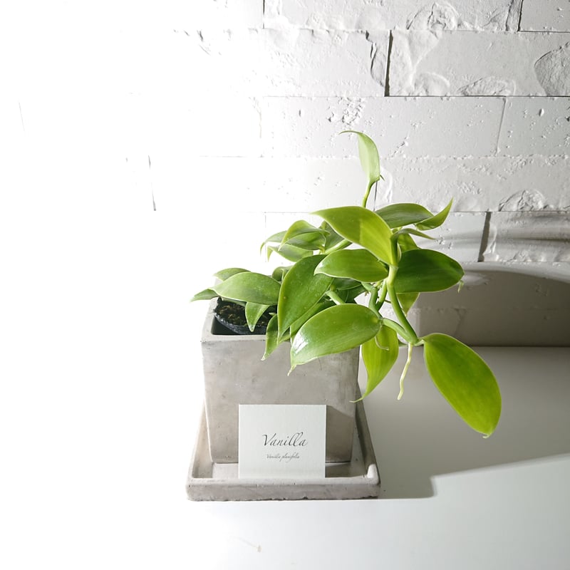 ○数量限定○ギフト プレゼント 希少 ”バニラのツル Vanilla スクエア