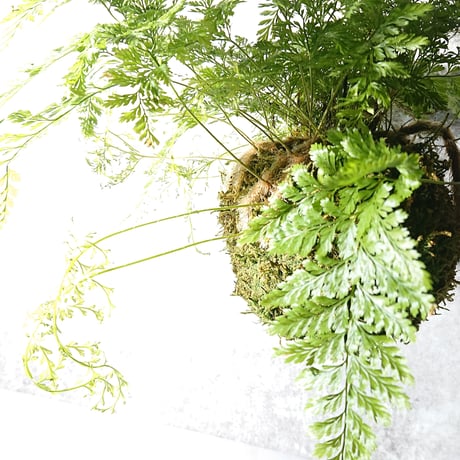 ”ときわしのぶの苔玉” ギフト プレゼント 贈り物 父の日 観葉植物