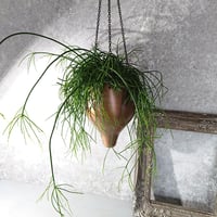リプサリス　カリッサ 　鉢カバー付き