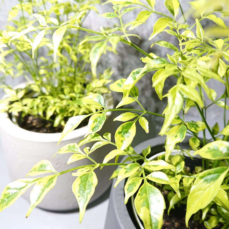 ○数量限定○新作○カラーが魅力 ”ステレオスペルマム・レモンライム