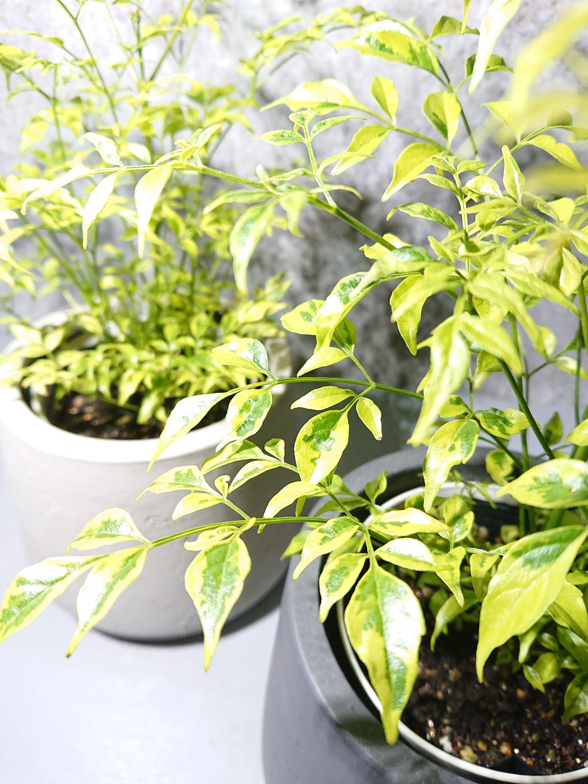 ○数量限定○新作○カラーが魅力 ”ステレオスペルマム・レモンライム