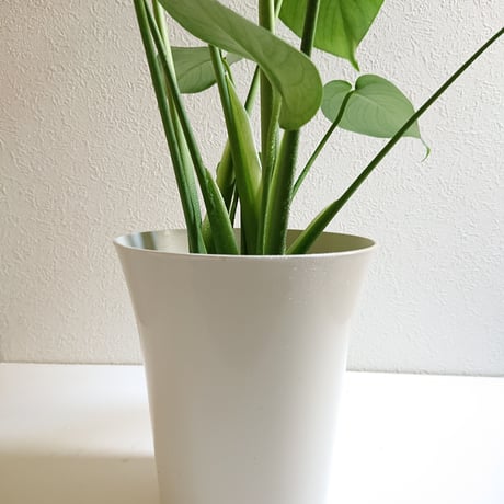 ●数量限定●新作●”モンステラ　6号size　White鉢付き”　観葉植物　モンステラ　人気　おしゃれ