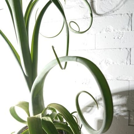 ●現品●超希少●”チランドシア　カーリースリム 　鉢カバー付（オランダ）"　観葉植物　植木鉢　カーリーテール 　 ティランドシア 　チランジア 　おしゃれ　北欧　インテリア