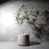 ギフト プレゼント ”オリーブ　オランダ メーカー鉢カバー付き”　観葉植物　グレー
