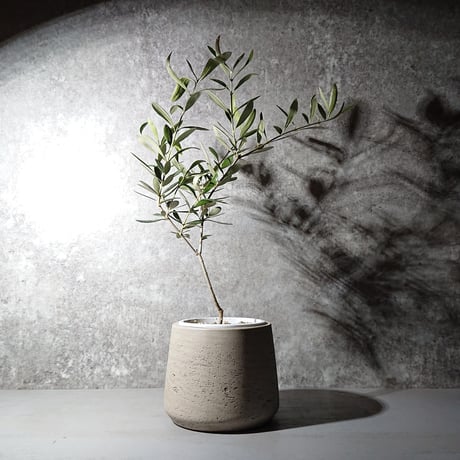 ギフト プレゼント ”オリーブ　オランダ メーカー鉢カバー付き”　観葉植物　グレー