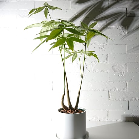 ●新作●限定販売●”パキラ（ロングサイズ）　鉢カバー/受け皿付き”　観葉植物　インテリア　おしゃれ