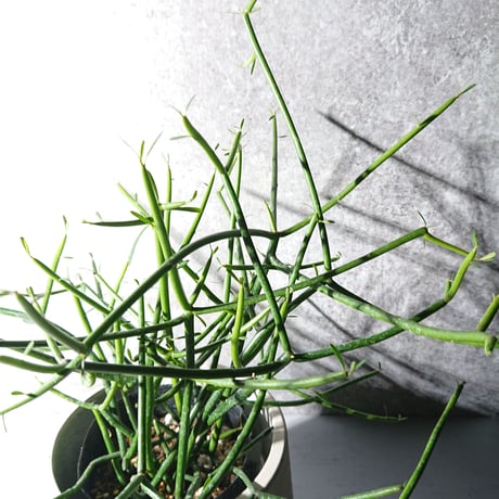 ●再販●人気品種●”ミルクブッシュ　鉢カバー付（オランダ メーカー）”　多肉植物　観葉植物　鉢セット　T/S
