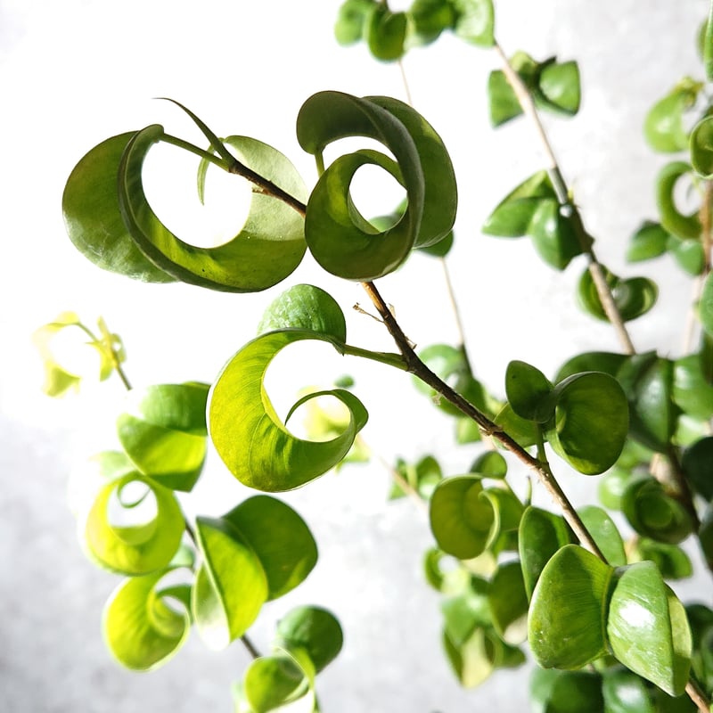 ○数量限定○”フィカス・ベンジャミンバロック 鉢カバー付き（オランダ