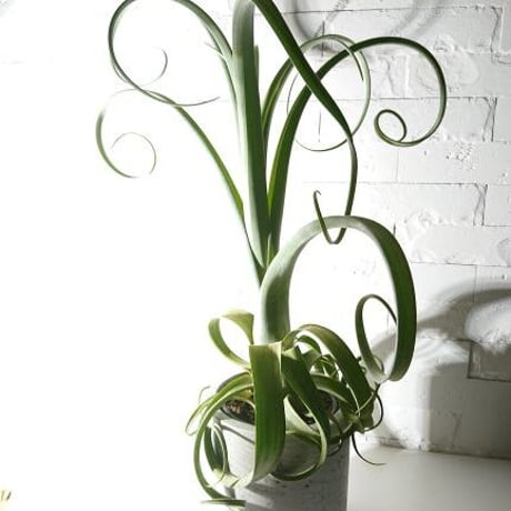 ●現品●超希少●”チランドシア　カーリースリム 　鉢カバー付（オランダ）"　観葉植物　植木鉢　カーリーテール 　 ティランドシア 　チランジア 　おしゃれ　北欧　インテリア