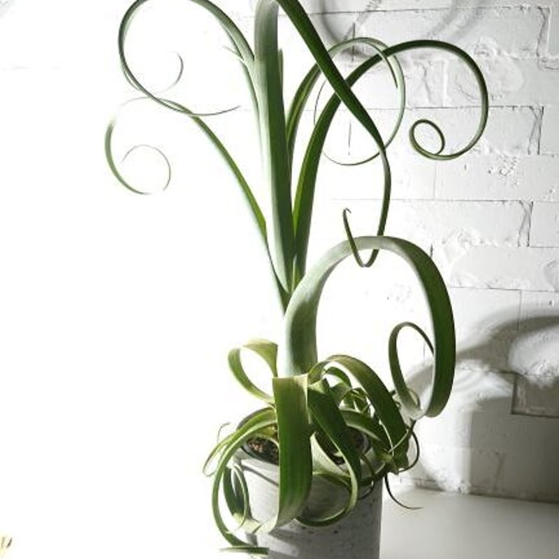 ○現品○超希少○”チランドシア カーリースリム 鉢カバー付（オランダ