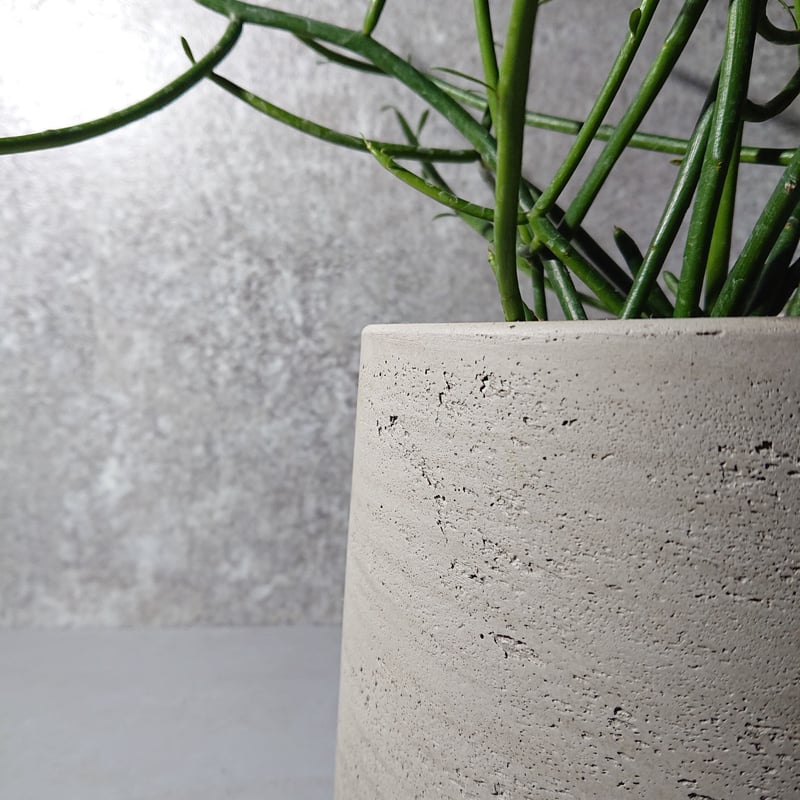 ○再販○人気品種○”ミルクブッシュ 鉢カバー付（オランダ メーカー