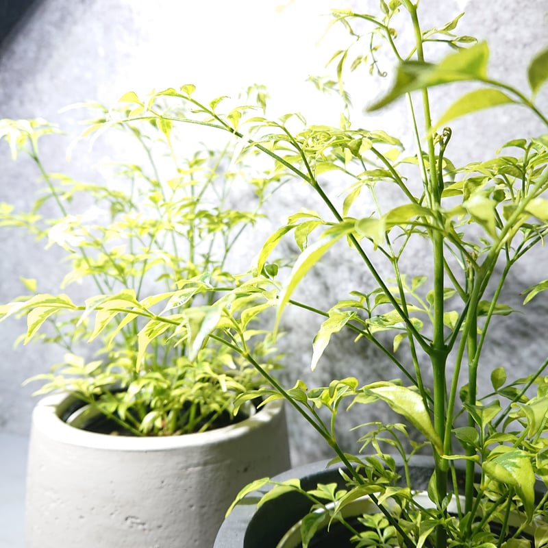 ○数量限定○新作○カラーが魅力 ”ステレオスペルマム・レモンライム