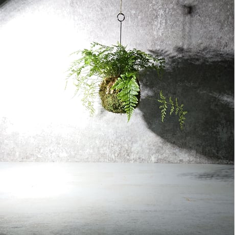 ”ときわしのぶの苔玉” ギフト プレゼント 贈り物 父の日 観葉植物