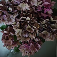 ●限定販売　~6/20迄予約受付●秋色紫陽花品種　希少カラー『パープルスプレンダー　アンティークカラー』紫陽花　あじさい　パープル　紫