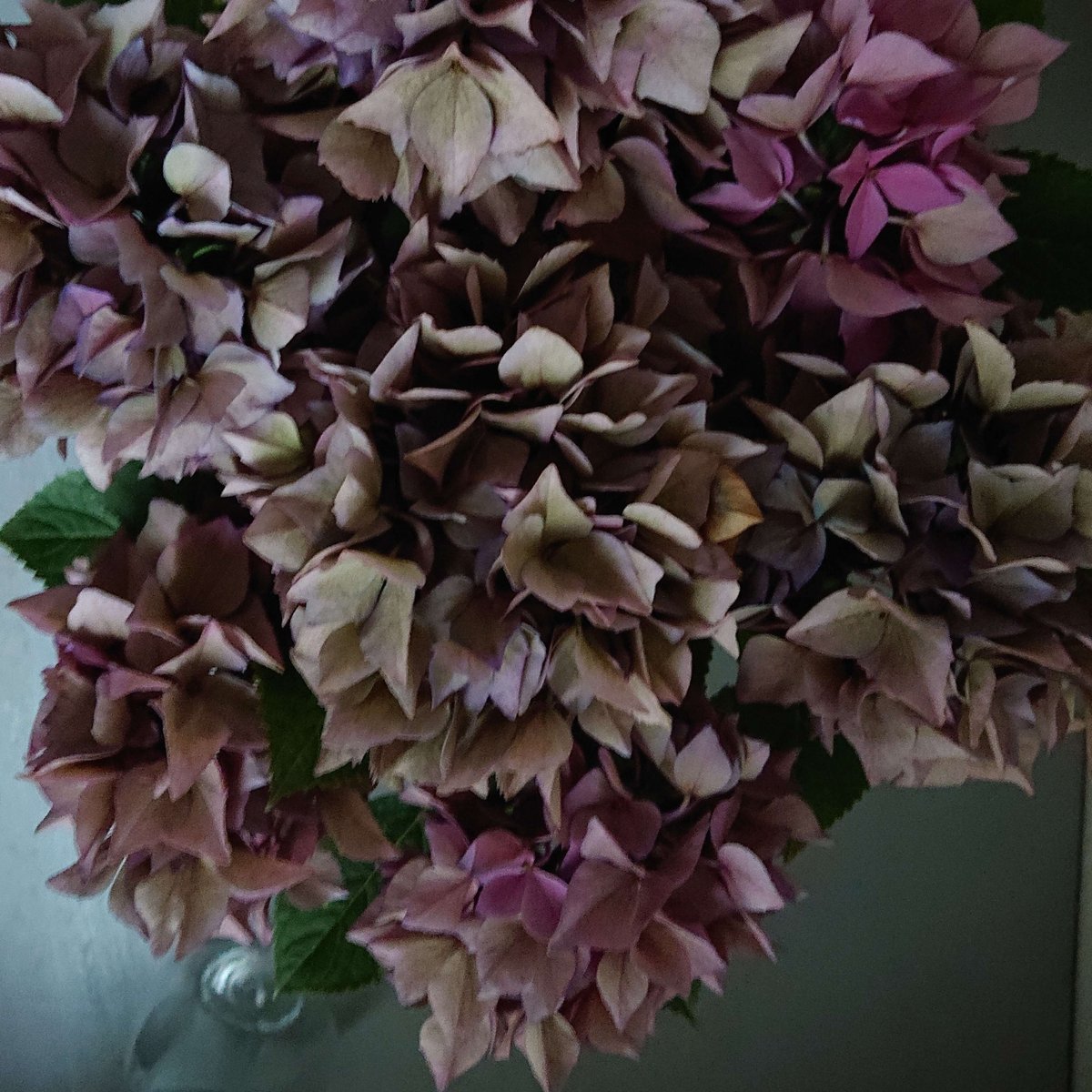 希少ジアンLILAS平皿フランスアンティーク紫陽花あじさい