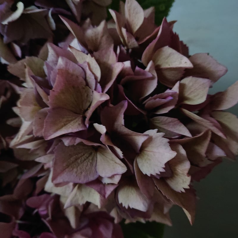 ○限定販売 ~6/20迄予約受付○秋色紫陽花品種 希少カラー『パープル