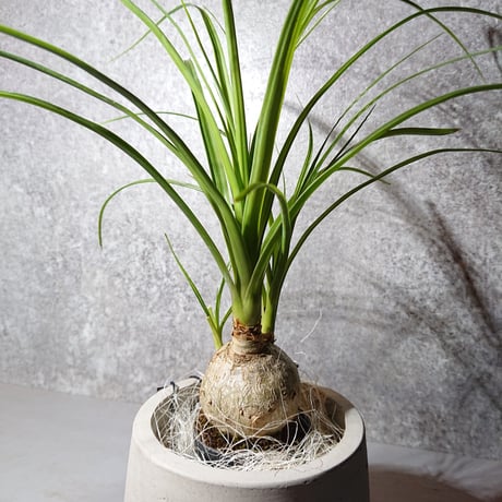 ●現品限定●”ノリナ  トックリラン　鉢カバー付（オランダ）” 塊根植物　観葉植物