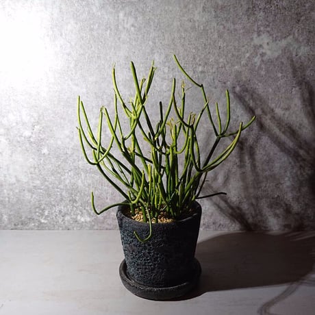 ”ミルクブッシュ　鉢カバー付（蒼）”　多肉植物　観葉植物　鉢セット