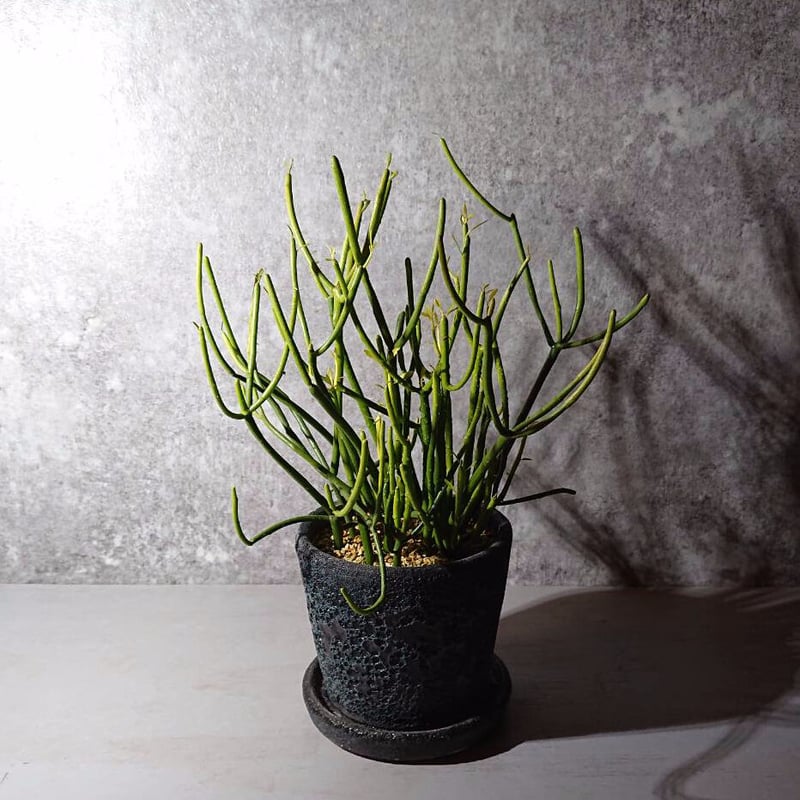 ミルクブッシュ 鉢カバー付（蒼）” 多肉植物 観葉植物 鉢セット