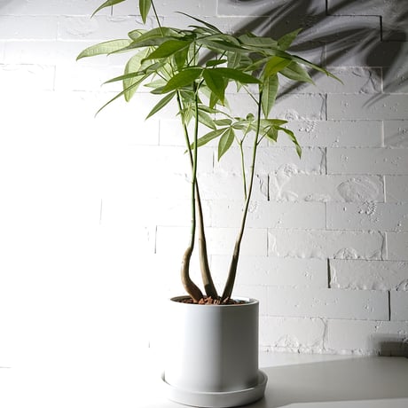 ●新作●限定販売●”パキラ（ロングサイズ）　鉢カバー/受け皿付き”　観葉植物　インテリア　おしゃれ