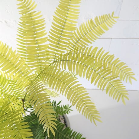 ●数量限定●新作● ”エバーフレッシュ　鉢カバー付（オランダ）"　夜眠る葉　観葉植物　植木鉢　インテリアグリーン