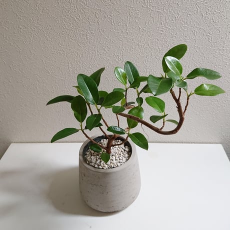 ●限品●希少”フィカスルビギノーサ　フランスゴムの木 鉢カバー付き（オランダ）”　観葉植物　ゴムの木　変形木　フランスゴム