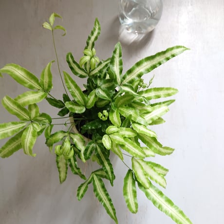 ●数量限定●美葉種　希少　”プテリス　MIX 　鉢カバー付き（オランダ）”　観葉植物　グレー　オオバノイノモトソウ　アルボリネアタ