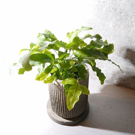 ギフト プレゼント ”ポリポジウム　ブルースター 　陶器 鉢カバー/受け皿付き”　観葉植物　グレー