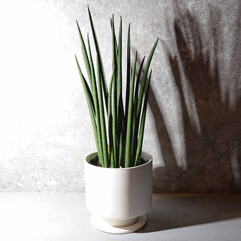 サンスベリア Sansevieria Sanruk サンスベリア Sansevieria Sanruk