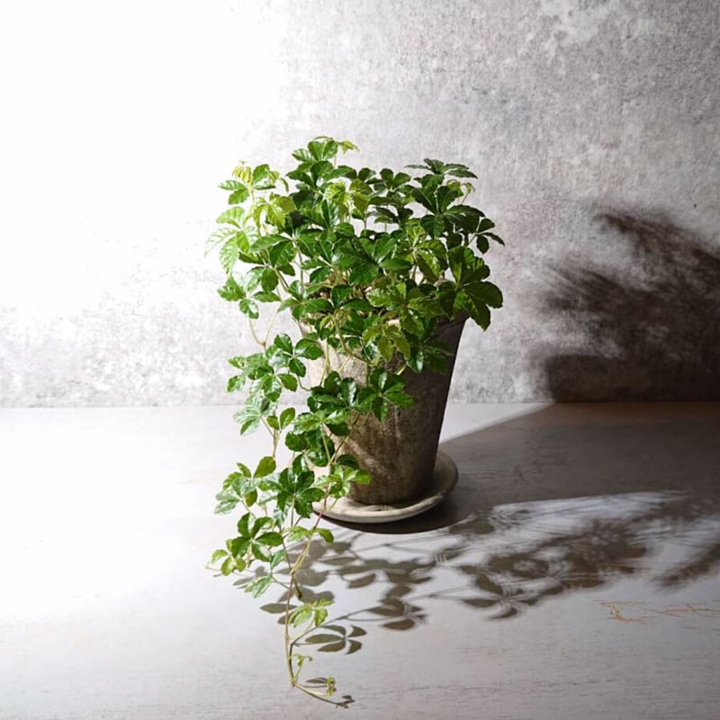 シュガーバイン | berries online shop