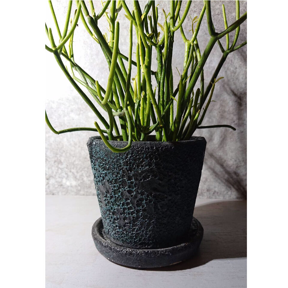 一点モノ／現地風演出】Euphorbia clivicola 鉢付き発送 一点モノ