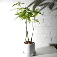 ●新作●限定販売●”パキラ（ロングサイズ）　鉢カバー/受け皿付き”　観葉植物　インテリア　おしゃれ